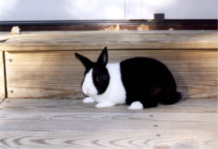 rabbit5.jpg